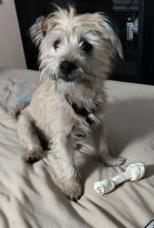Lost Male Dog last seen Bird road jax Florida, Jacksonville, FL 32218
