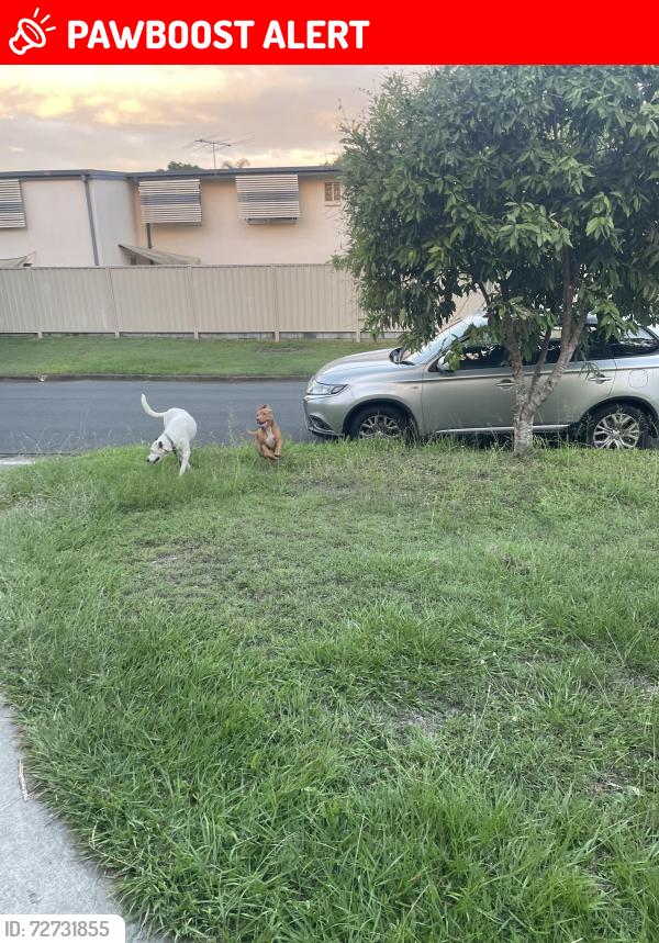 Lost Female Dog last seen Hagen st , Upper Mount Gravatt, QLD 4122