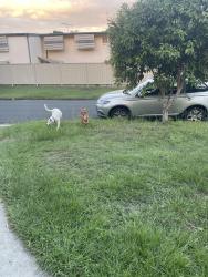 Lost Female Dog last seen Hagen st , Upper Mount Gravatt, QLD 4122