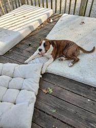 Lost Male Dog last seen Near and Ee highways, Fishing River Township, MO 64068