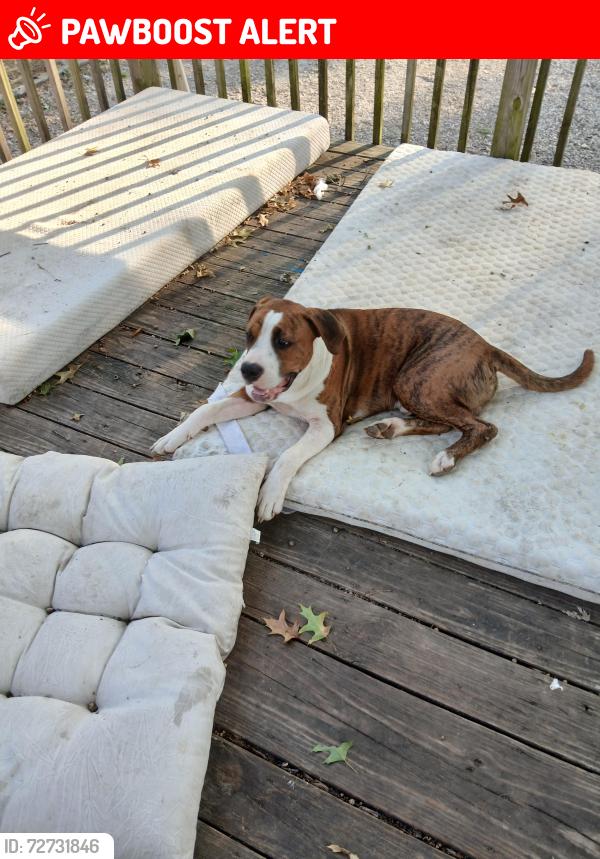 Lost Male Dog last seen Near and Ee highways, Fishing River Township, MO 64068
