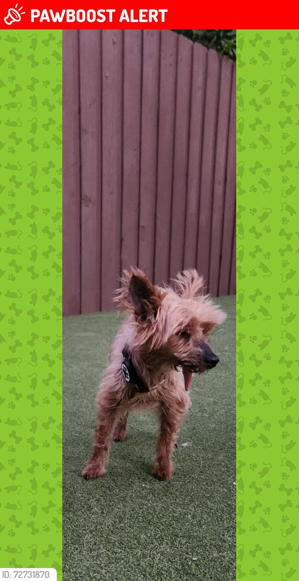 Lost Male Dog last seen Tropic drive, Lauderdale-by-the-Sea, FL 33308