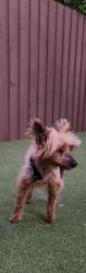 Lost Male Dog last seen Tropic drive, Lauderdale-by-the-Sea, FL 33308