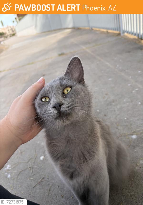 Found/Stray Female Cat last seen Sweetwater community school, Phoenix, AZ 85032
