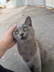 Found/Stray Female Cat last seen Sweetwater community school, Phoenix, AZ 85032