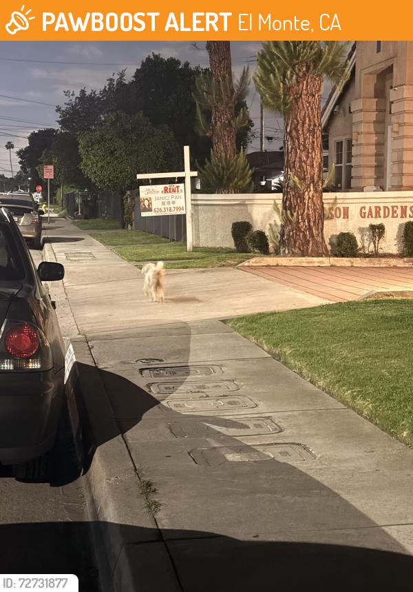 Found/Stray Male Dog last seen Ferris Rd & Whiteflower Ln , El Monte, CA 91732