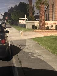Found/Stray Male Dog last seen Ferris Rd & Whiteflower Ln , El Monte, CA 91732