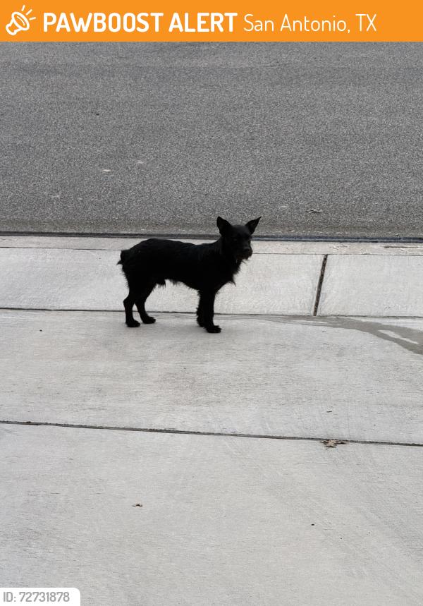 Found/Stray Male Dog last seen Brennan Highschool , San Antonio, TX 78253