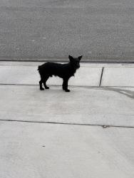 Found/Stray Male Dog last seen Brennan Highschool , San Antonio, TX 78253