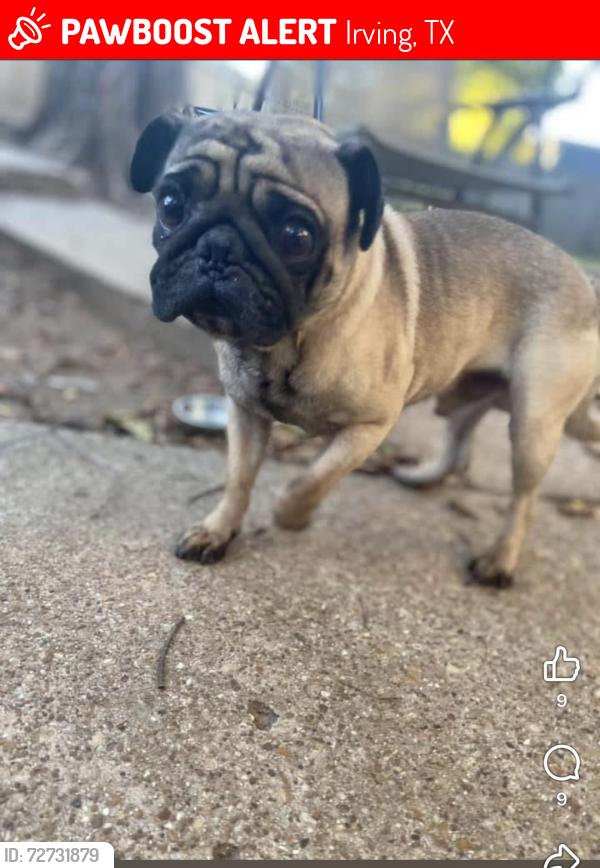 Lost Male Dog last seen Irving Texas Vera ct, Irving, TX 75060