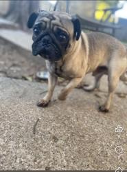 Lost Male Dog last seen Irving Texas Vera ct, Irving, TX 75060
