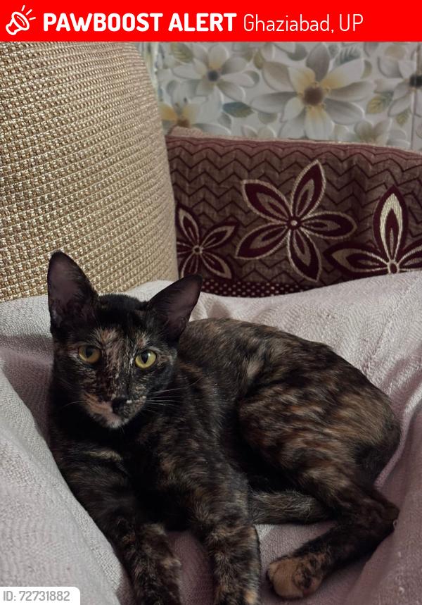 Lost Female Cat last seen Vrindvan garden rajbagh metro station near hdfc atm, Ghaziabad, UP 