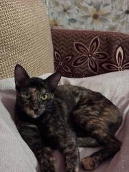 Lost Female Cat last seen Vrindvan garden rajbagh metro station near hdfc atm, Ghaziabad, UP 