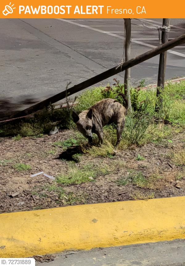 Found/Stray Unknown Dog last seen Blackstone and Clinton, Fresno, CA 93703