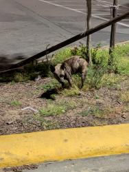 Found/Stray Unknown Dog last seen Blackstone and Clinton, Fresno, CA 93703