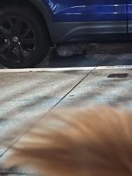 Found/Stray Unknown Cat last seen The corner of Stuart Hall High School, San Francisco, CA 94109