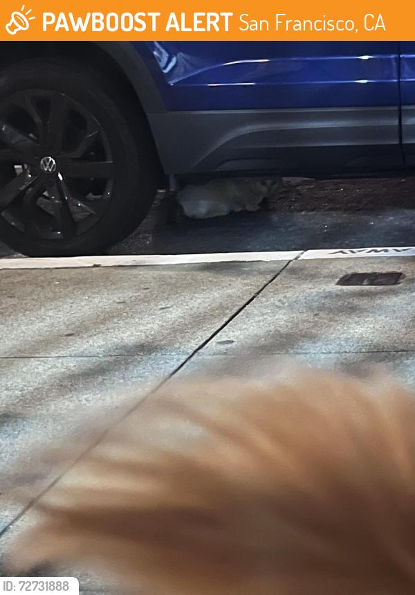 Found/Stray Unknown Cat last seen The corner of Stuart Hall High School, San Francisco, CA 94109