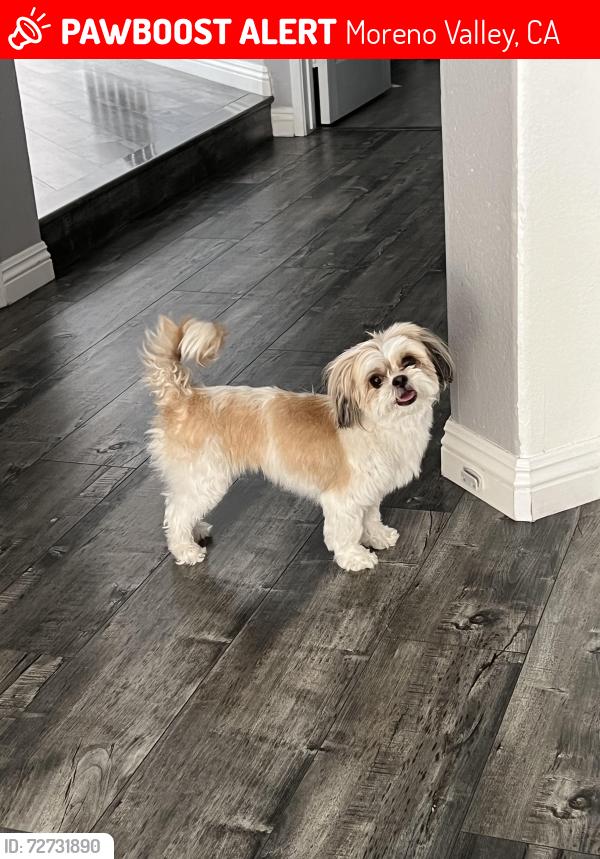 Lost Female Dog last seen Iris and Kitching st , Moreno Valley, CA 92551