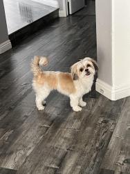 Lost Female Dog last seen Iris and Kitching st , Moreno Valley, CA 92551