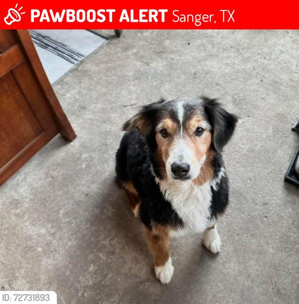 Lost Female Dog last seen Indian trails , Sanger, TX 76266