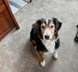 Lost Female Dog last seen Indian trails , Sanger, TX 76266