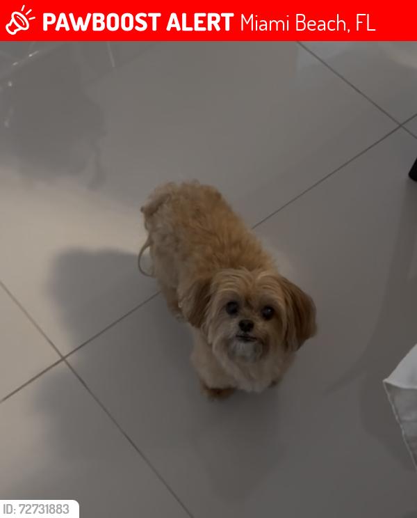 Lost Female Dog last seen Near alton road miami beach fl 33140, Miami Beach, FL 33140