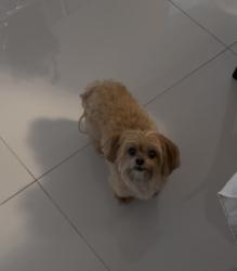 Lost Female Dog last seen Near alton road miami beach fl 33140, Miami Beach, FL 33140