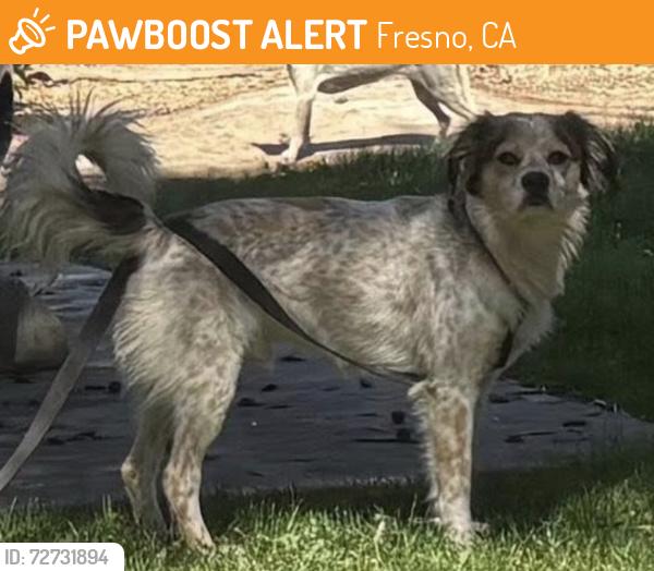 Found/Stray Male Dog last seen Bullard and Marty , Fresno, CA 93711