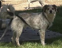 Found/Stray Male Dog last seen Bullard and Marty , Fresno, CA 93711