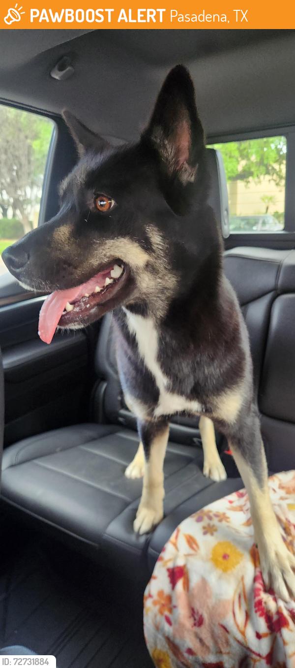 Found/Stray Unknown Dog last seen Preston/Red Bluff, Pasadena, TX 77503