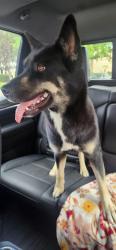 Found/Stray Unknown Dog last seen Preston/Red Bluff, Pasadena, TX 77503