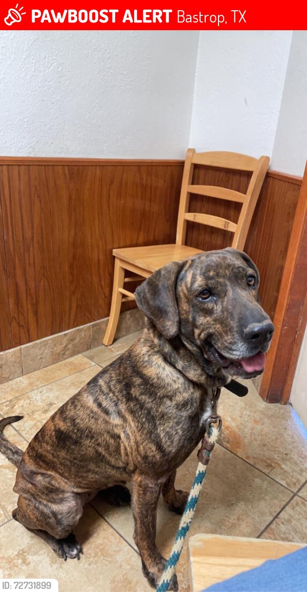 Lost Female Dog last seen Near and Shiloh Rd, Bastrop, TX 78602
