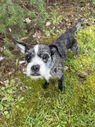 Found/Stray Unknown Dog last seen Novelty hill road and Avondale road, Redmond, WA 98052