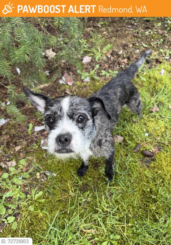 Found/Stray Unknown Dog last seen Novelty hill road and Avondale road, Redmond, WA 98052