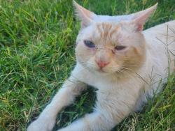 Found/Stray Male Cat last seen Cross Streets Hermosa and Haven below Deer Canyon Elementary School , Rancho Cucamonga, CA 91701