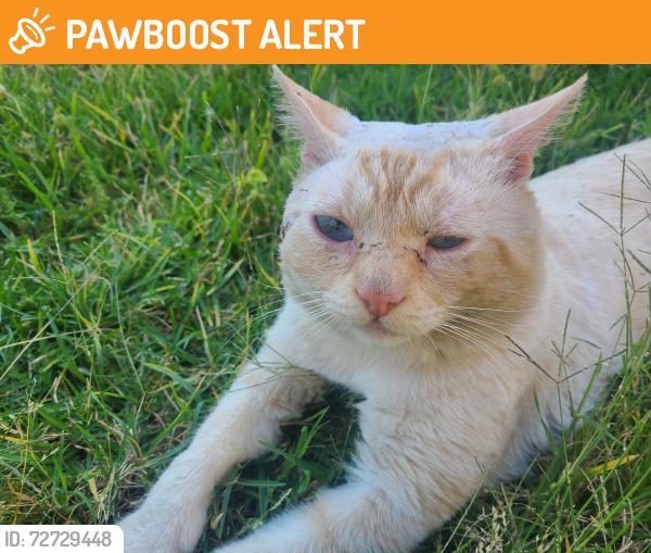 Found/Stray Male Cat last seen Cross Streets Hermosa and Haven below Deer Canyon Elementary School , Rancho Cucamonga, CA 91701