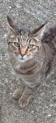 Lost Male Cat last seen 91st and 138th Ave SE Newcastle (off of coal creek parkway and up the hill to 91st), Newcastle, WA 98059