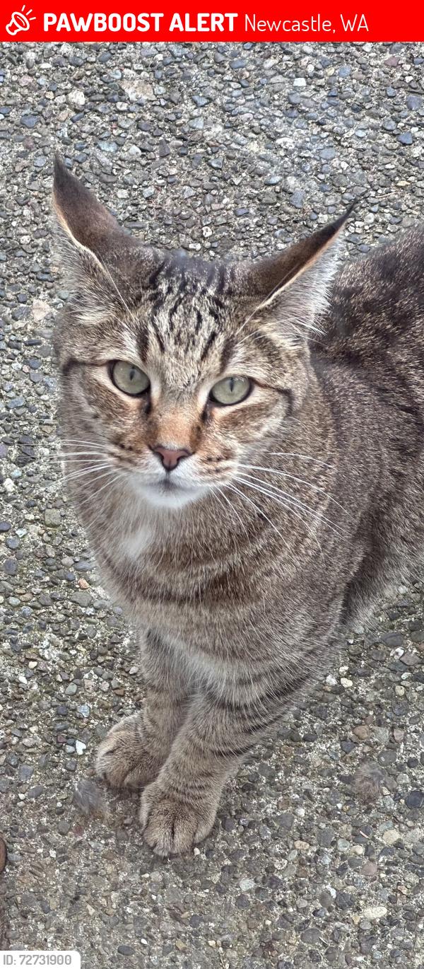 Lost Male Cat last seen 91st and 138th Ave SE Newcastle (off of coal creek parkway and up the hill to 91st), Newcastle, WA 98059