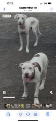 Lost Female Dog last seen Kumuhau , Waimanalo, HI 96795