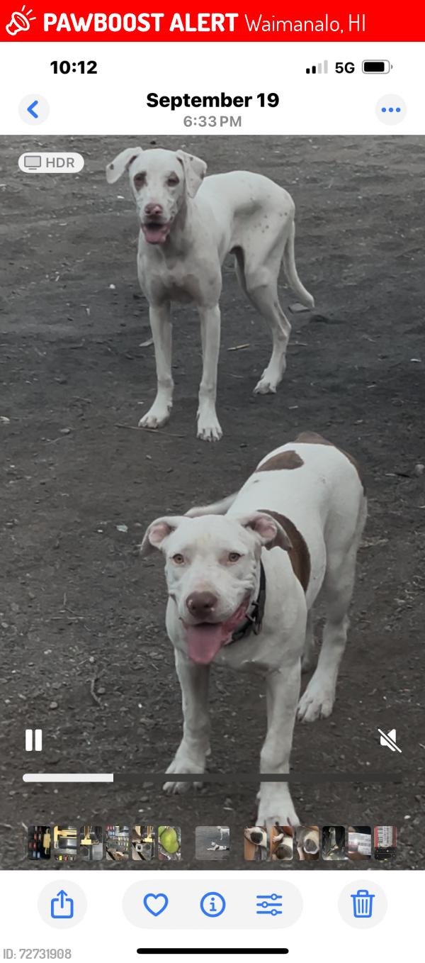Lost Female Dog last seen Kumuhau , Waimanalo, HI 96795