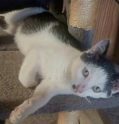 Lost Male Cat last seen Eucalyptus Ave between Indian and Heacock Street Moreno Valley, CA 92553, Moreno Valley, CA 92553
