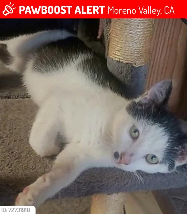 Lost Male Cat last seen Eucalyptus Ave between Indian and Heacock Street Moreno Valley, CA 92553, Moreno Valley, CA 92553