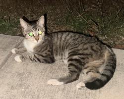 Found/Stray Female Cat last seen Woodlake Trails , San Antonio, TX 78244