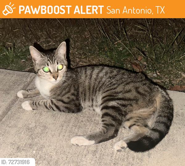 Found/Stray Female Cat last seen Woodlake Trails , San Antonio, TX 78244
