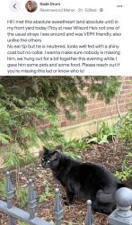 Found/Stray Male Cat last seen Troy Street, in Ravenswood, Chicago, IL 60625