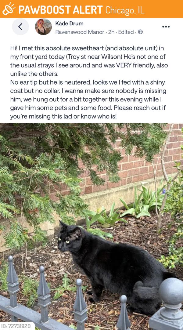 Found/Stray Male Cat last seen Troy Street, in Ravenswood, Chicago, IL 60625