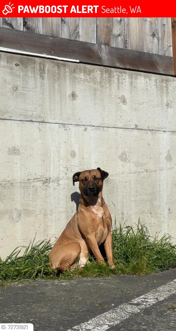 Lost Male Dog last seen Near aurora ave n , Seattle, WA 98103