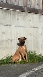 Lost Male Dog last seen Near aurora ave n , Seattle, WA 98103