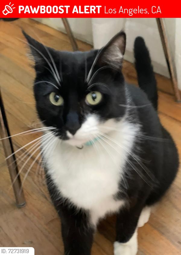 Lost Male Cat last seen South Norton Ave off of Pico Blvd , Los Angeles, CA 90019
