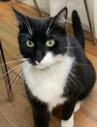 Lost Male Cat last seen South Norton Ave off of Pico Blvd , Los Angeles, CA 90019